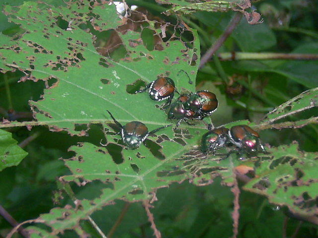 Japanese Beetles on Wild Grape Vine
