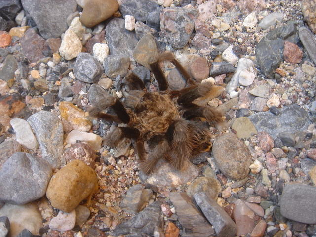 Tarantula