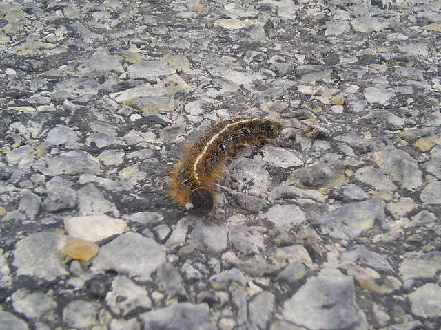 Tent Caterpillar - Crossing Road