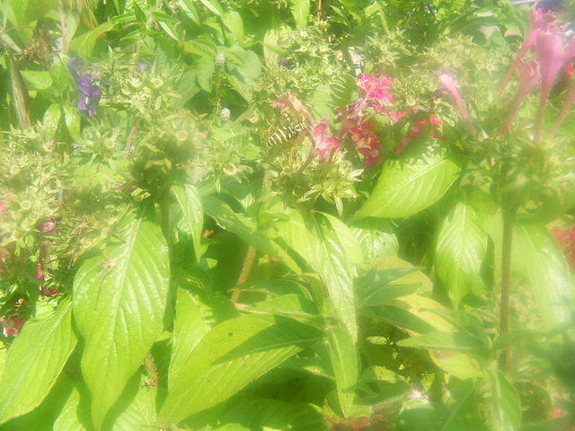 Yellow jacket on flower