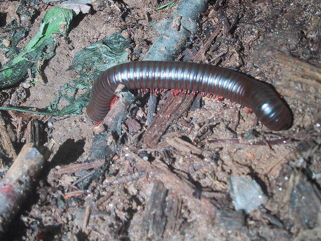 cenipeed (centipede )