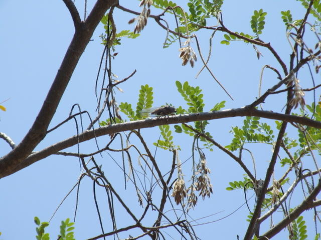 Locust in Tree