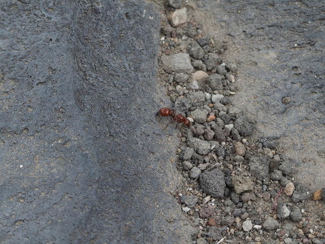 Red Ant