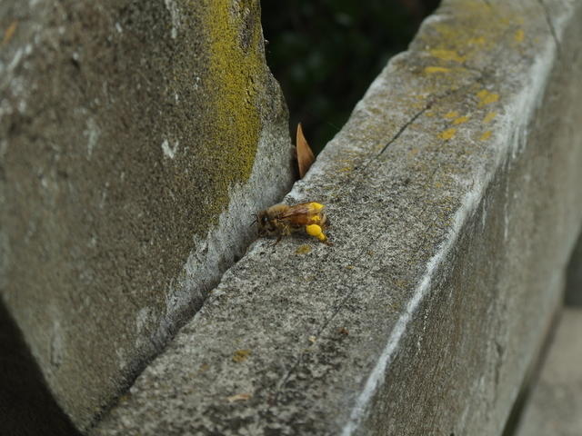 Bee with pollen