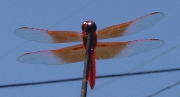 flame skimmer silverado 08