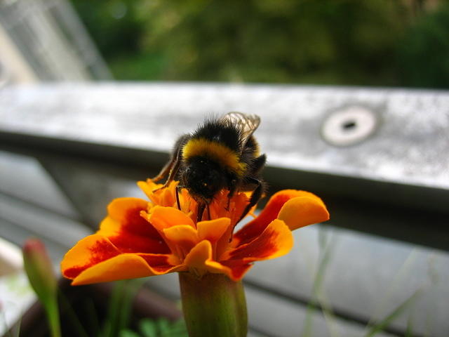 Bumblebee on an orange flower