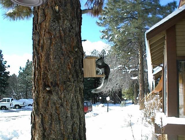 look at the squirrel!