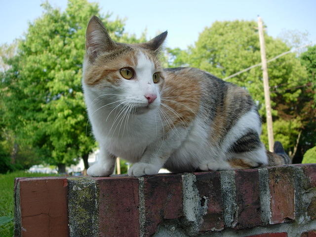 maryland-stray-cat-2005