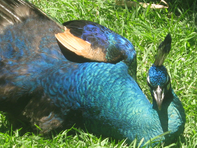 pavorreal leon gto - peacock