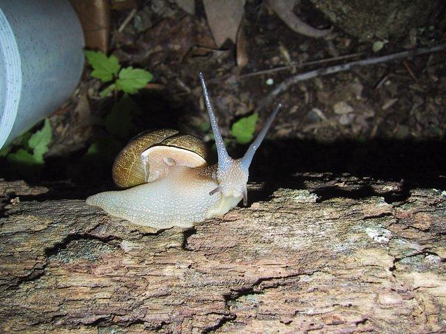 snail_camp