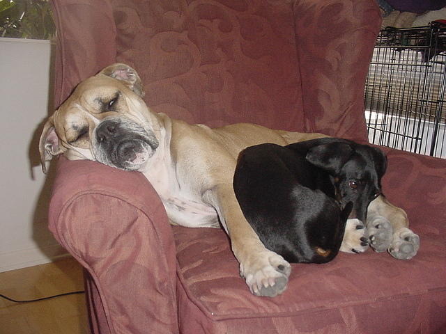 twodogs
