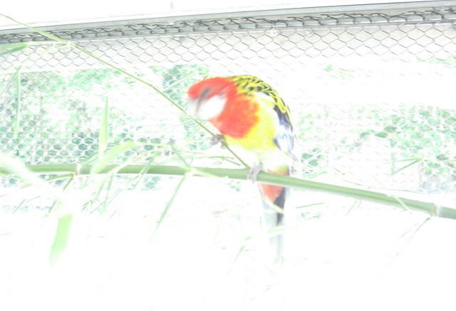 bird-overexposed