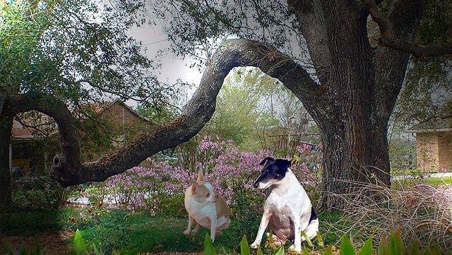 dogs lg