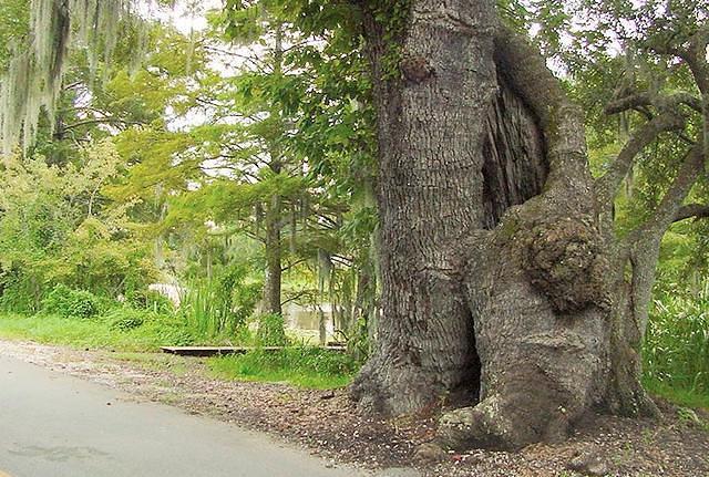 tree 3