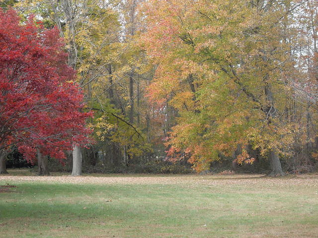 Fall Scene with grass