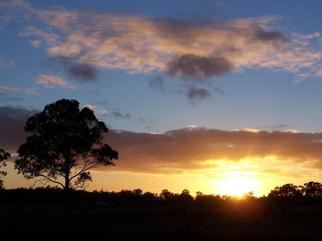 Tree at sunrise