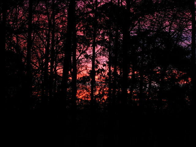 Morning sunrise in the woods