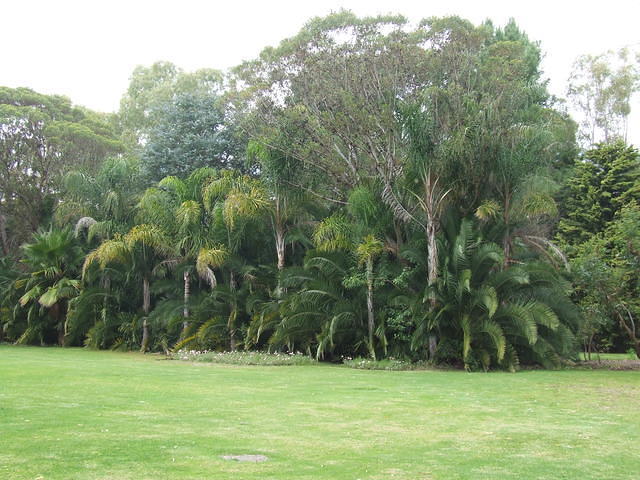Stand of trees at The Maze, Bullsbrook, Western Australia.