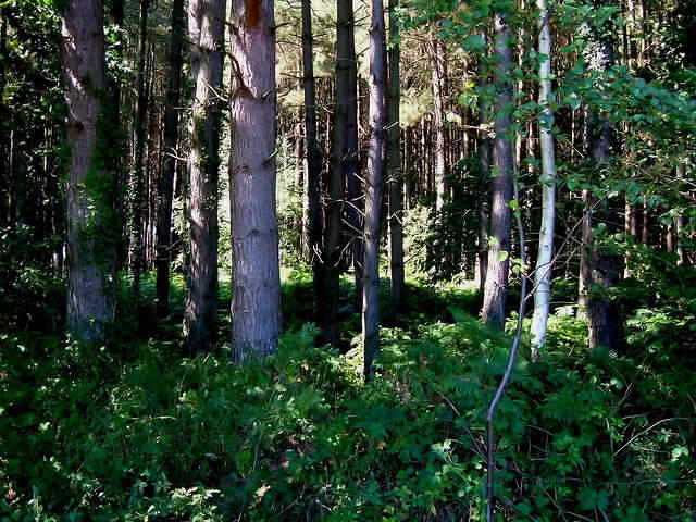 2006_0728woods0030