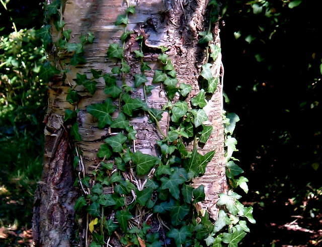 2006_0728woods0075