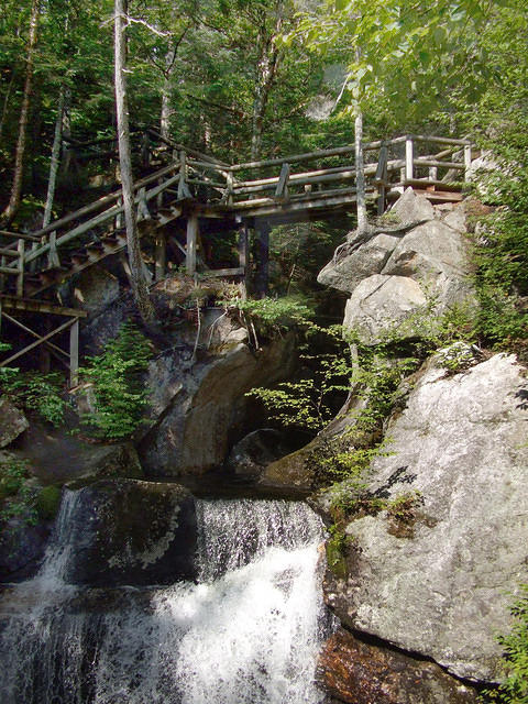Wooden bridge in the forest