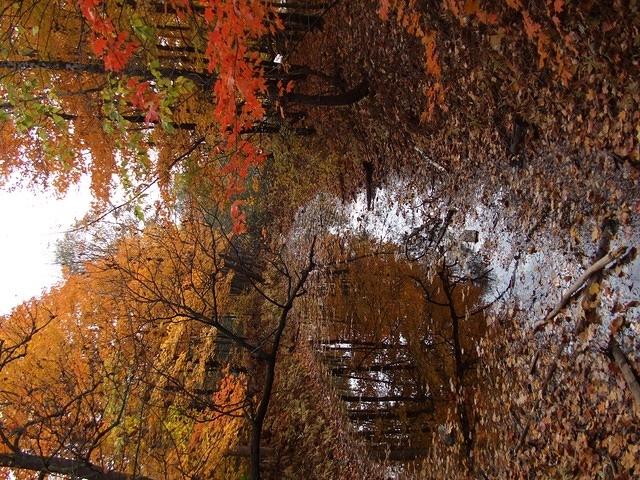 Forest at automn