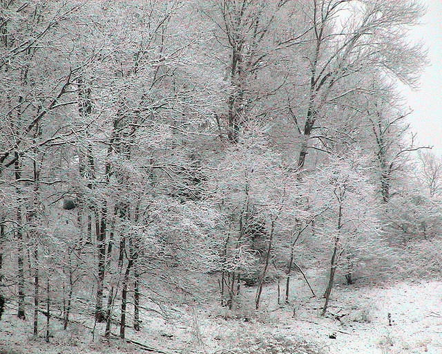 Frosted Tree Line