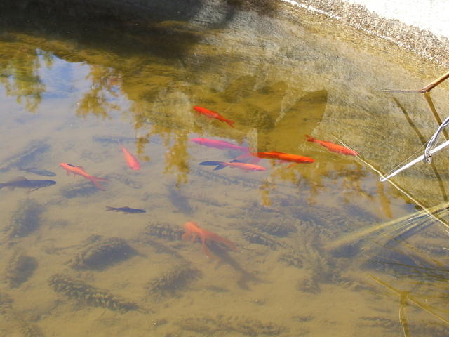 pool of water with goldfish (koi pond)