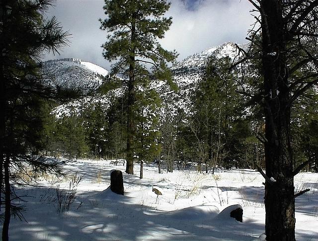 flagstaff snows