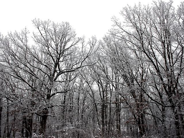 winter_trees