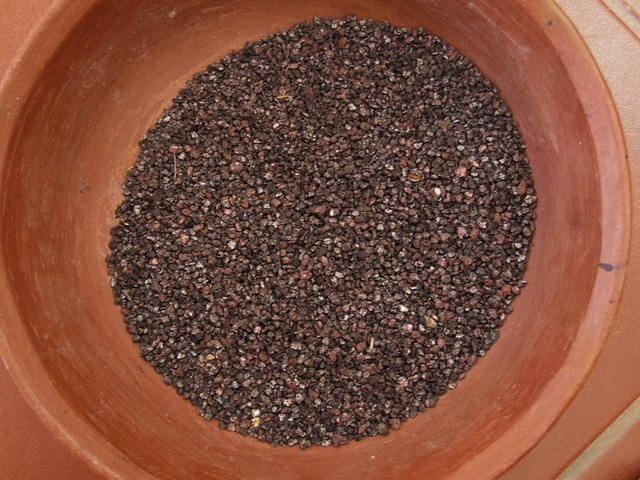 Dried Cochineal Beetles