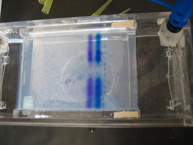 Gel electrophoresis