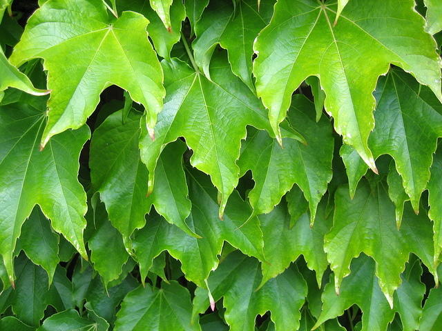 Plant leaves green