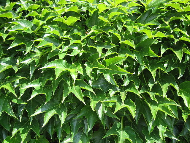 Plant leaves green wall