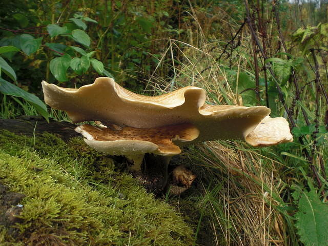 Pheasant's back mushroom (Polyporus squamosus) side view