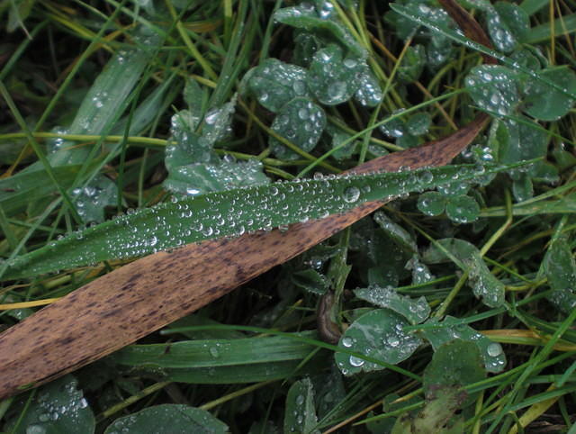 Guttation drops on leaves