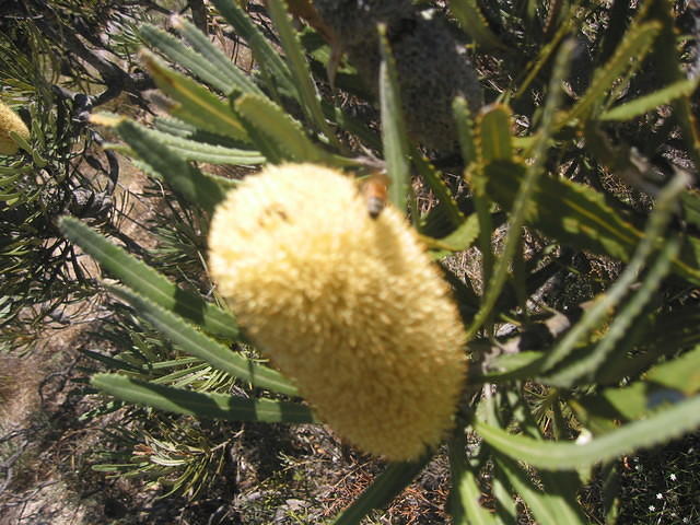 Banksia