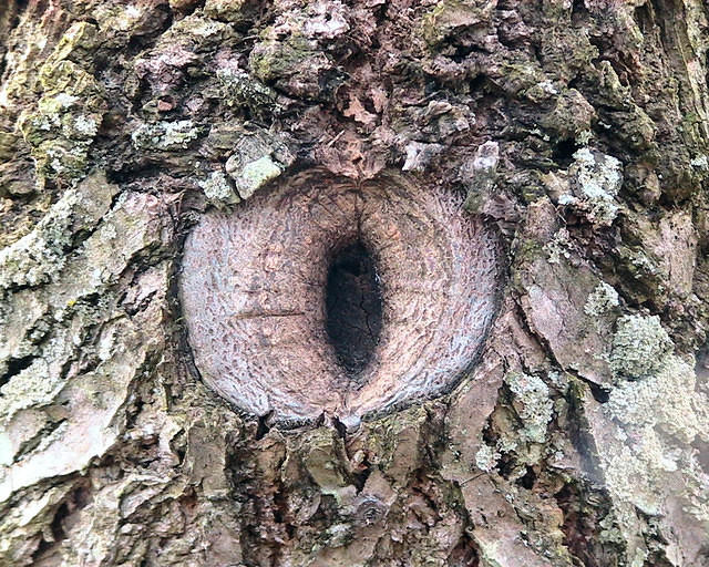 Knot in a tree