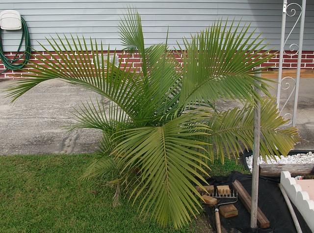 Small Palmetto bush