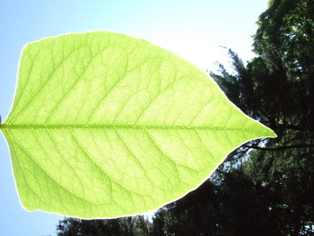 Leaf By sunlight. Staten Island