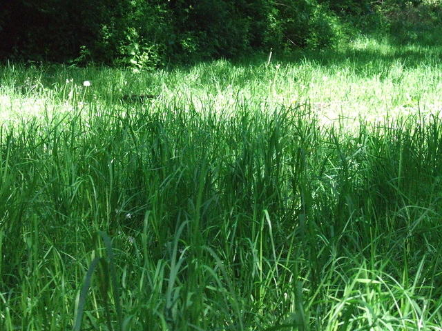 Shady Meadow on a sunny day. Staten Island