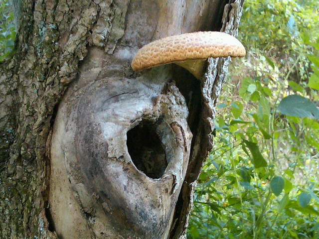 Fairy home with awning