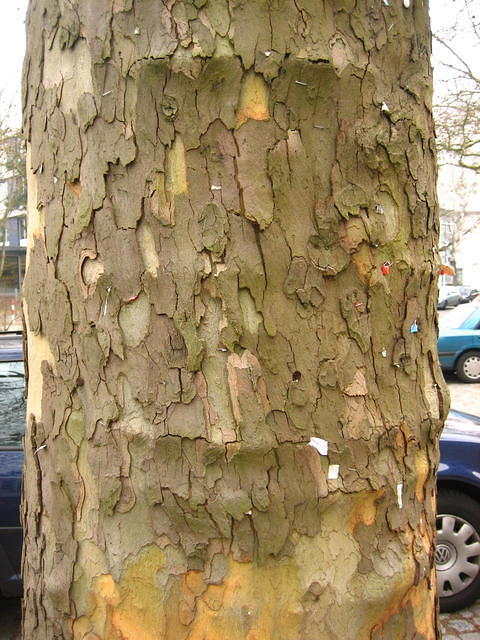 Bark_rind_tree_plant