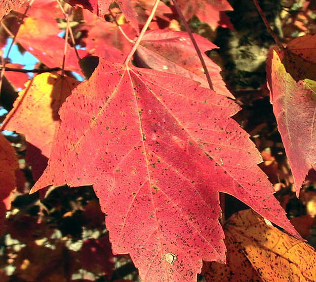 Red Maple Leaf In Autumn