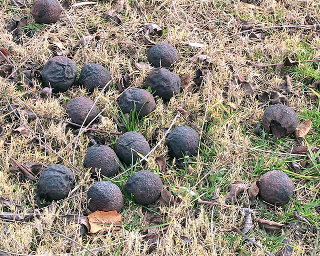 Ripe Walnuts Fallen From The Tree And Lying On The Ground