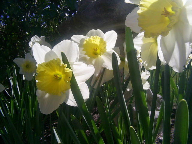 Daffodils in the sunlight...
