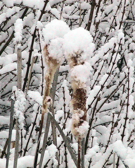 Snow Covered Cattails - 1