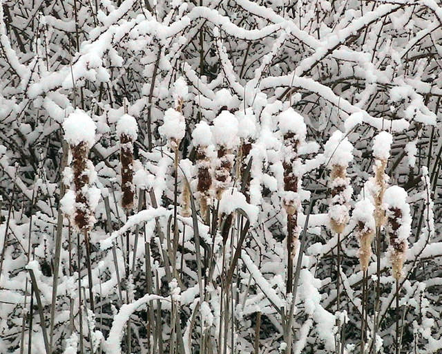 Snow Covered Cattails - 2