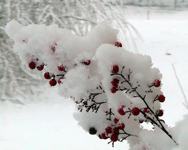 Snow Covered Nandina Berries - 1