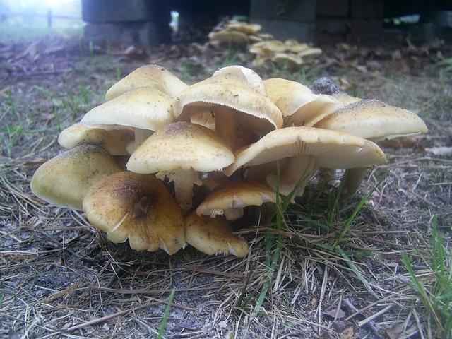 Stinky brown mushrooms